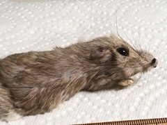 Chaetodipus penicillatus