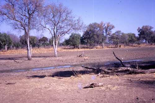 Tragelaphus strepsiceros