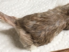 Chaetodipus penicillatus