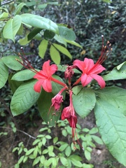 Rhododendron prunifolium