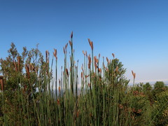 Elegia thyrsoidea