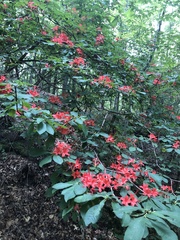 Rhododendron prunifolium