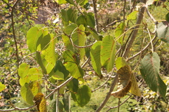 Hura polyandra