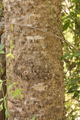 Hura polyandra