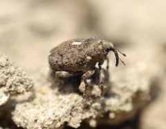 Ethelcus denticulatus