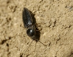 Cardiophorinae