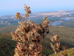 Leucadendron conicum