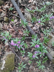Cardamine glanduligera