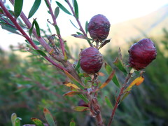 Leucadendron conicum
