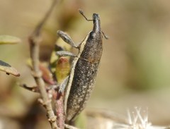 Lixus ochraceus
