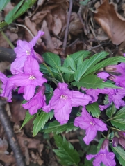 Cardamine glanduligera