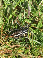 Dorcadion graellsii