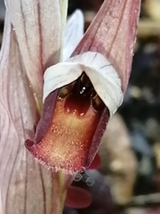 Serapias strictiflora