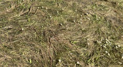 Antinoria agrostidea