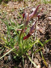 Serapias strictiflora