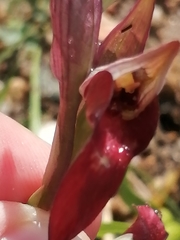 Serapias strictiflora