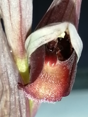 Serapias strictiflora