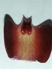 Serapias strictiflora