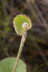 Centella eriantha eriantha