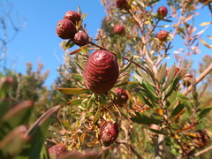 Leucadendron conicum