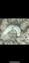 Holothuria atra