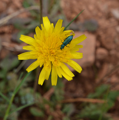 Psilothrix viridicoerulea