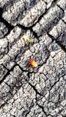 Balaustium