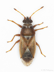 Cymus melanocephalus