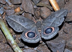 Automeris basalis