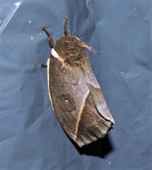 Automeris basalis