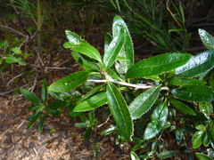 Berberis serrato-dentata