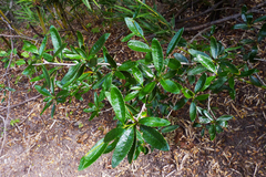 Berberis serrato-dentata
