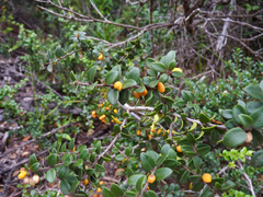 Maytenus chubutensis