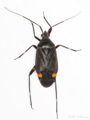 Closterotomus cinctipes