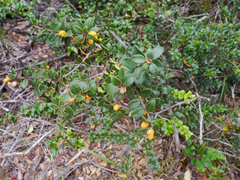 Maytenus chubutensis