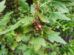 Ribes magellanicum