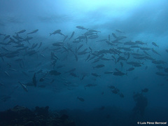 Caranx sexfasciatus