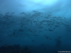 Caranx sexfasciatus