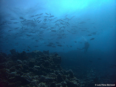 Caranx sexfasciatus