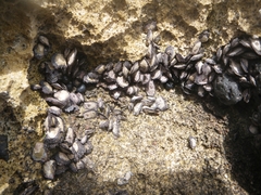 Xenostrobus neozelanicus
