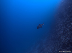 Caranx lugubris
