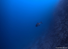 Caranx lugubris