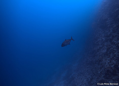 Caranx lugubris