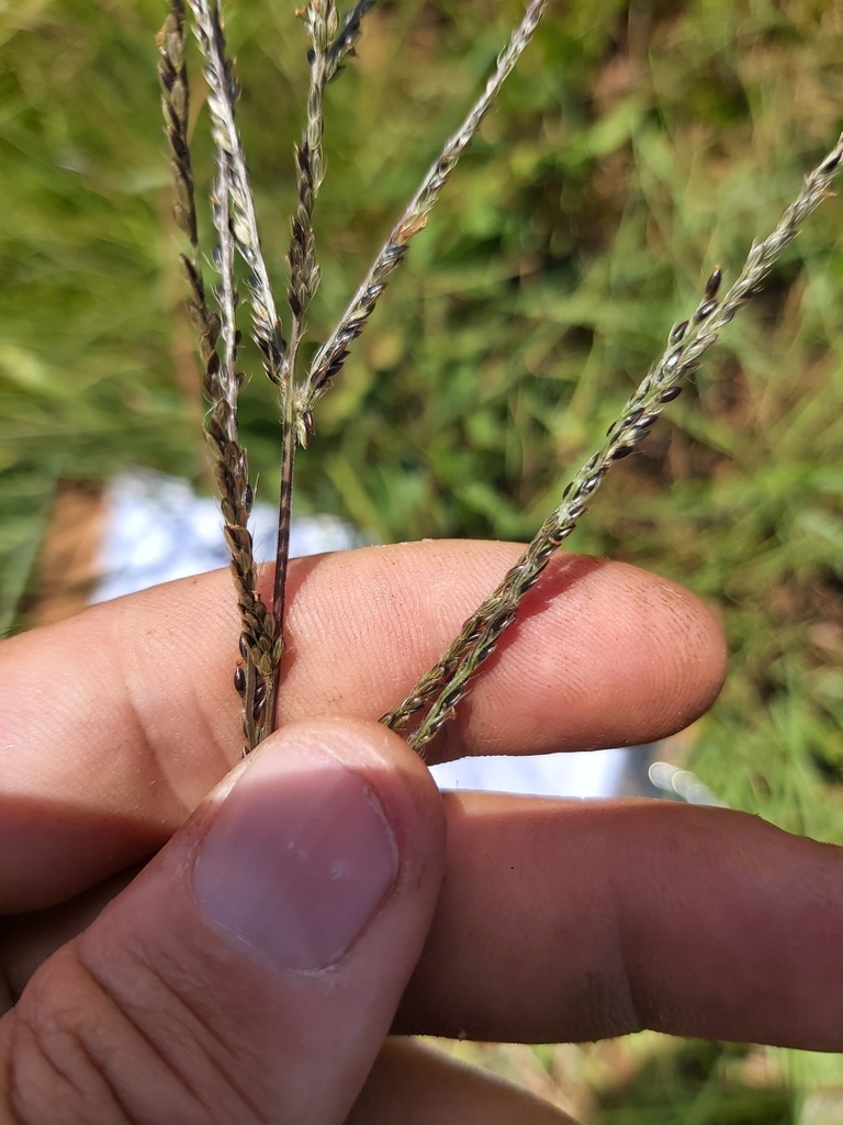 Brown Seed Finger Grass