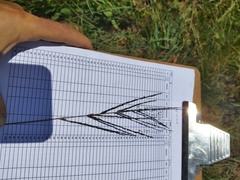 Digitaria diagonalis