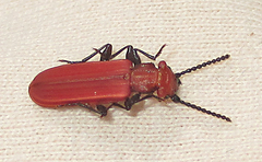 Cucujus cinnaberinus