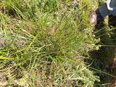 Digitaria diagonalis