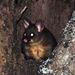 Marsupials - Photo (c) Thomas Becker, some rights reserved (CC BY-NC-ND)