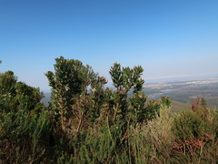 Leucospermum glabrum