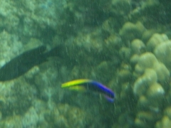 Labroides phthirophagus